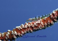 J Smith Macro 1st