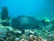 bumphead-parrotfish-bolbometopon-muricatum-parrotfishes-scaridae_41167