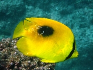 ovalspot-butterflyfish-chaetodon-speculum-butterflyfishes-chaetodontidae_41156