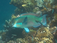 steephead-parrotfish-chlorurus-microrhinos-parrotfishes-scaridae_41222