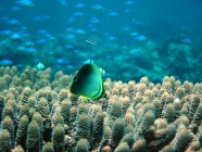 triangular-butterflyfish-chaetodon-baronessa-butterflyfishes-chaetodontidae_juv_41169