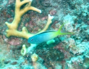yellowtail-fangblenny-meiacanthus-atrodorsalis-combtooth-blennies-blennidae_41148