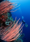 17-colin-and-whip-coral-copy