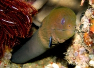 18-moray