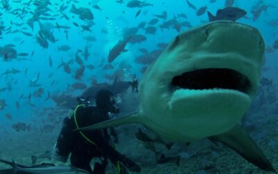 Beqa Lagoon, Fiji Shark Diving Oct – Nov 2023