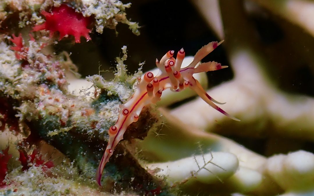 Special Club Dive – Ribbon Reef Expedition June 2021 – Rum Runner