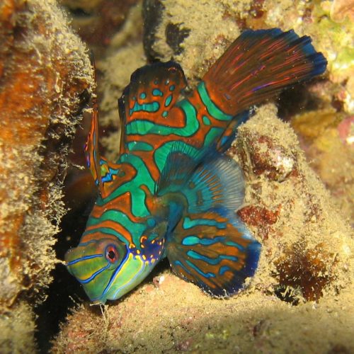 Mandarin Fish at Sam's Dive Tours Wall
