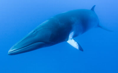 Minke Whale Trips June/July 2022