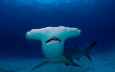 CLUB DIVE  June – Calypso