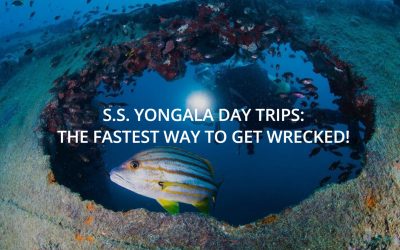 SS Yongala Club Dive 21st October 2023