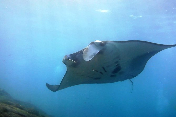 manta