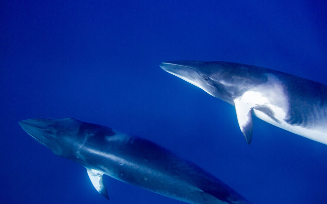 Minke Whale Trip 16th June – 20th June 2023