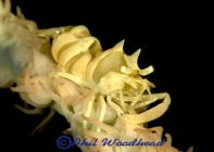 phil-woodhead-macro-1st