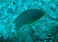 Ambon Damsel (Pomacentrus amboinensis)