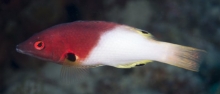 Axilspot Hogfish_Bodianus Axillaris_Wrasse_Labridae