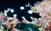 Axilspot Hogfish_Juvenile_Bodianus Axillaris_Wrasse_Labridae