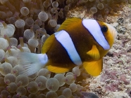 Barrier Reef Anemonefish_Amphiprion akindynos_Anemonefishes-Pomacentridae-amphiprioninae