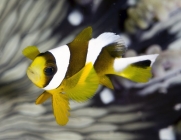 Barrier Reef Anemonefish_Juvenile_Amphiprion akindynos_Anemonefishes-Pomacentridae-amphiprioninae