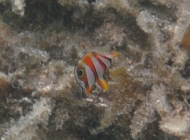 beaked-coralfish-chelmon-rostratus-butterflyfishes-chaetodontidae_juv_31206