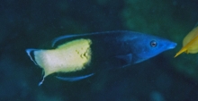 Bicolor Cleaner Wrasse_Labroides bicolor_Wrasses_labridae