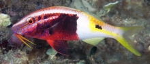 Bicolor Goatfish_Parupeneus barberinoides_Goatfishes_Mullidae