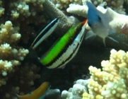bird-wrasse-gomphosus-varius-wrasses-labridae_juv_20076