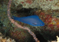 blue-devilfish-assessor-macneilli-longfins-plesiopidae_21101