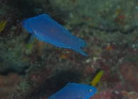 blue-devilfish-assessor-macneilli-longfins-plesiopidae_4078