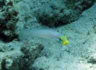blueband-goby-valenciennea-strigata-gobies-gobiidae_3171
