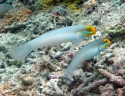 blueband-goby-valenciennea-strigata-gobies-gobiidae_39285