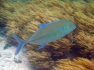 bluefin-trevally-caranx-melampygus-trevallies-carangidae_6911