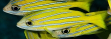Bluestripe-Snapper_Lutjanus-kasmira_Snappers_Lutjanidae