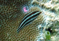 bullethead-parrotfish-chlorurus-sordidus-parrotfishes-scaridae_juv_3715