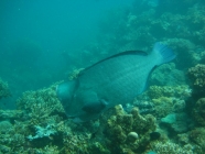 Bumphead Parrotfish (Bolbometopon muricatum)