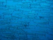 chevron-barracuda-sphyraena-qenie-barracudas-sphyraenidae_22404