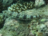 Reef Lizardfish (Synodus variegatus)