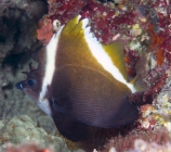 Humphead Bannerfish_Heniochus varius_Butterflyfish_Chaetodontidae