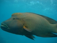 Humphead Maori Wrasse (Cheilinus undulatus) male