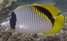 Lined Butterflyfish_Chaetodon lineolatus_Butterflyfish_Chaetodontidae