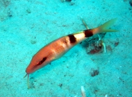 manybar-goatfish-parupeneus-multifasciatus-goatfishes-mullidae_25055