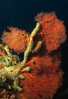 23-red-coral-crop
