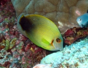mimic-surgeonfish-acanthurus-pyroferus-surgeonfishes-acanthuridae_juv_15012