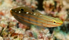 Old Glory_Amblygobious rainfordi_Gobies-Bobiidae
