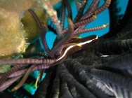 one-stripe-clingfish-discotrema-monogrammum-clingfishes-gobiesocidae_35366
