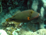 orange-lined-triggerfish-balistapus-undulatus-triggerfishes-balistidae_3242
