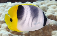 Pacific Double-saddle Butterfly fish_Chaetodon ulietensis_Butterflyfish_Chaetodontidae