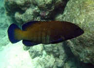 peacock-rockcod-cephalopholis-argus-seabasses-serranidae_2647