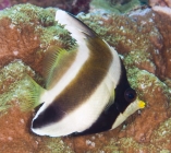 Pennant Bannerfish_heniochus chrysostomus_Butterfly fish_Chaetodontidae