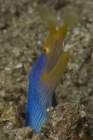blue-ribbon-eel
