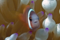 Pink Anemonefish_Amphiprion perideraion_Anemonefishes_Juvenile_Pomacentridae-Amphiprioninae